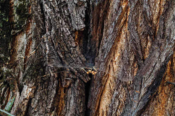 Detailní Záběr Hrubé Kůry Kmene Stromu Pavučiny — Stock fotografie
