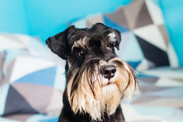 Mini schnauzer liggend op het bed in de kamer — Stockfoto