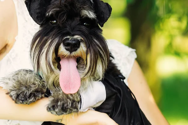 Close-up of dog on the hands of the bride. mini schnauzer shows — Stock Photo, Image