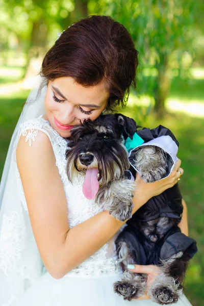 Mooie bruid met haar hondje. de bruid knuffelt mini schnauzer — Stockfoto