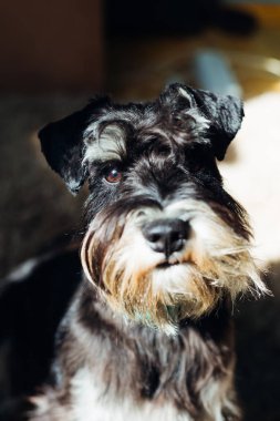 Kamera minyatür Schnauzer bakmak güzel portre. Güneş