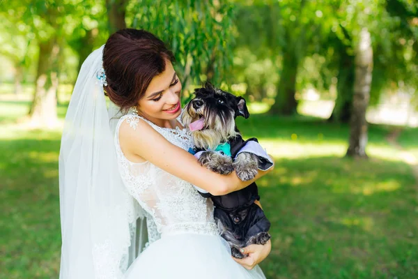 mini schnauzer on the hands of a beautiful bride in a wedding dr