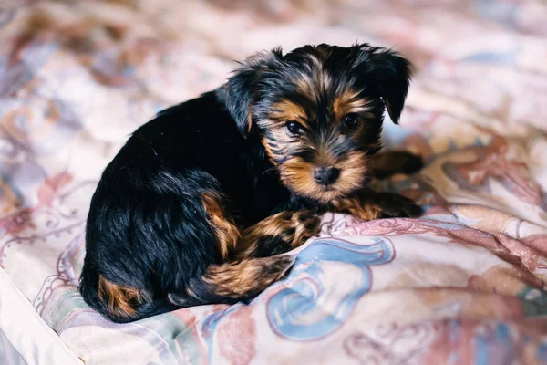 Niedlicher Welpe liegt auf dem Bett. Yorkshire Terrier — Stockfoto