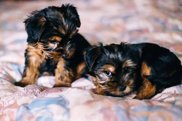 Little puppies of yorkshire terrier on the bed. close up — Stock Photo, Image