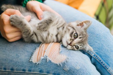Kedi kızın parmağıyla oynuyor. yakın çekim