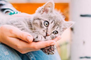 Küçük bir kedi kızın avucunun üzerinde yatıyor. kedi yavrusu bakıyor