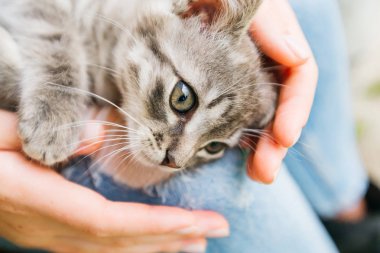 Küçük kedicik yukarı bakıyor. Bir kız kollarında bir kedi tutuyor