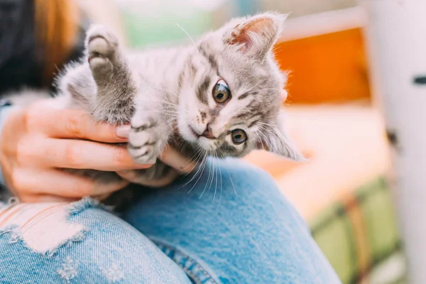 The girl is sitting and holding a kitten. the cat looks down — Stock Photo, Image