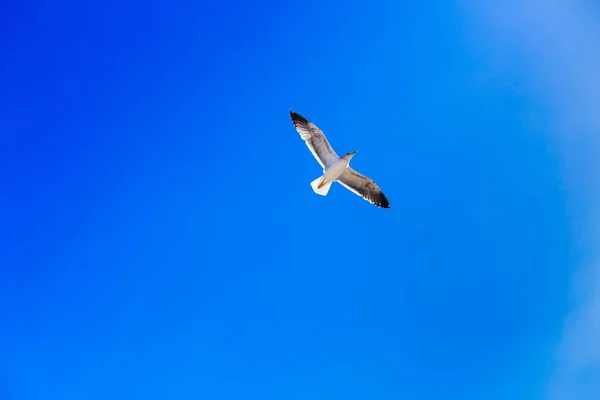 Чайка летит на фоне голубого безоблачного неба — стоковое фото