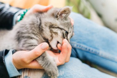 Kedi kızın parmağıyla oynuyor. yakın çekim