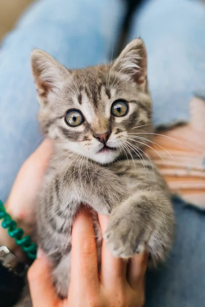 A striped cat is lying on the girl's legs and looking into the c — Stock Photo, Image