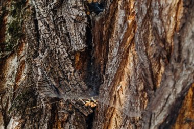 bir ağaç ve metal çit bir gövde kaba bir kabuk yakın çekim 