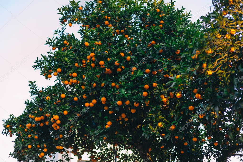 orange tree with fruits and green leaves. sky.