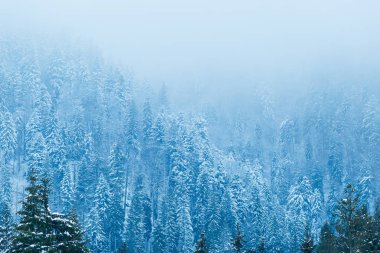 kar ve çubuk la kaplı dağlarda yüksek iğne yapraklı ağaçlar