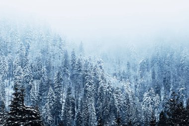 Dağlardaki kozalaklı ağaçlar karla kaplı. - Evet. 