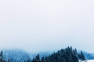 karla kaplı dağlarda güzel ve mistik orman