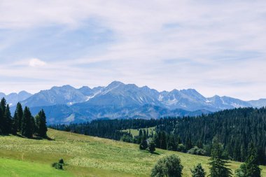 çayır çim ve iğne yapraklı orman ile kaplı. güzel kayalık