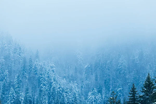 La forêt sur la montagne est couverte de neige et de brouillard — Photo