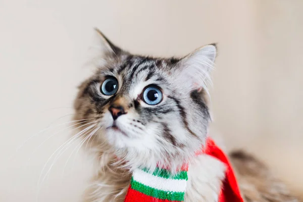 close-up of a cat\'s face with big blue eyes and a red scarf on h