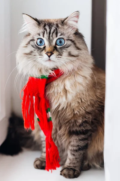 Close-up van een kat met een sjaal op de nek die op de wind zit — Stockfoto