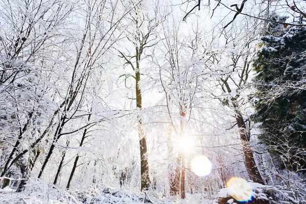 Grands arbres couverts de neige dans un parc pittoresque et les rayons du soleil — Photo