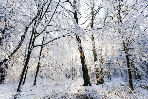 Un beau parc avec des arbres dans lesquels il y a de la neige et le groun — Photo