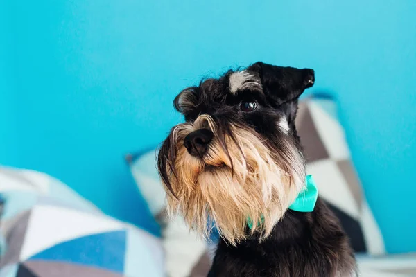 Schnauzer Miniatura Preto Sentado Cama Olha Para Câmara — Fotografia de Stock