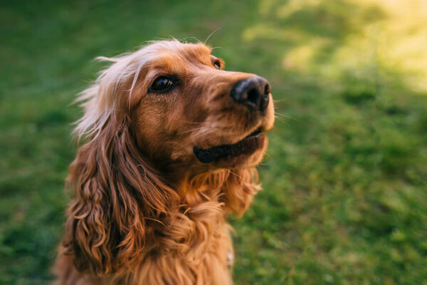 Cute golden cocker spaniel sitting and howling on green grass