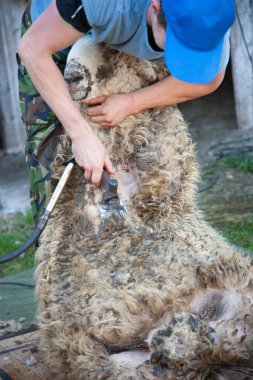 bir ram makaslama yün