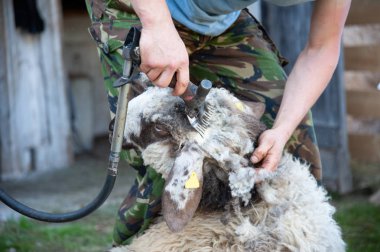 bir ram makaslama yün