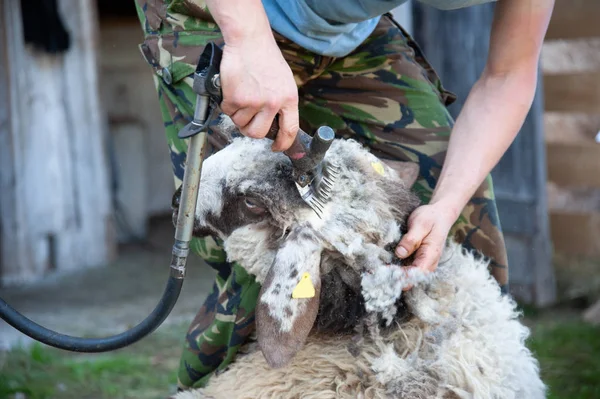 bir ram makaslama yün