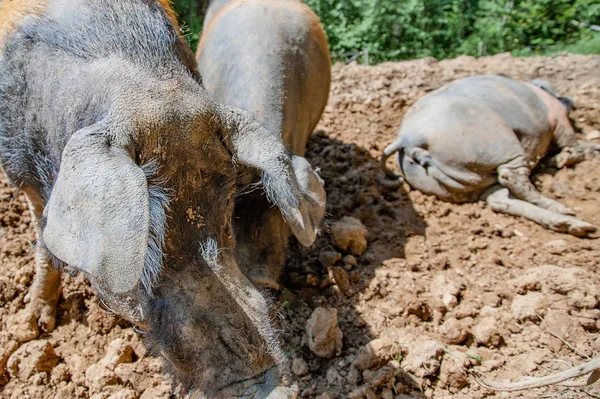 Black pigs of the Alps are looking for food