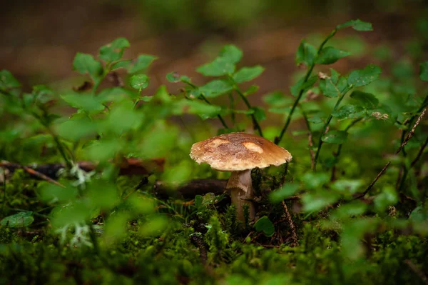 Champignon Dans Bois — Photo