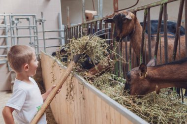 Batı çocuk keçi ile ilgilenir ve onları yonca ile besler