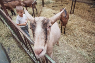 bir çocuk ile hafif bir keçi çalış