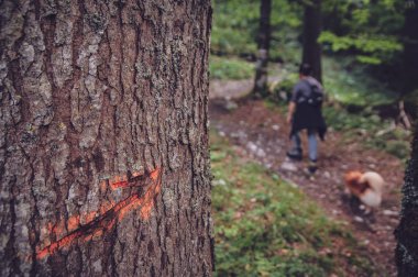 gösterge uzun yürüyüşe çıkan kimse arka planda alp ormandaki bir ağaç kabuğu üzerinde kazınmış bir orman yolu, ok