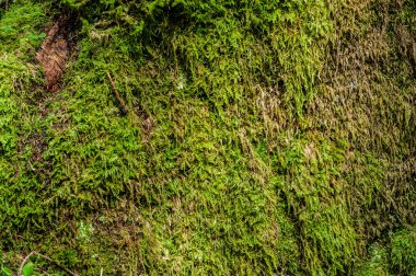 alp orman dokular moss