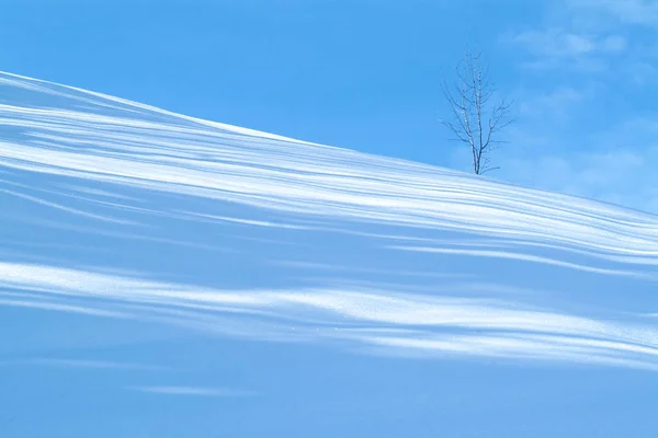 Kale Boom Het Besneeuwde Landschap Schaduwen Van Bomen Trekken Repeterende — Stockfoto