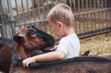 bir çocuk çalış, kucaklamaları ve keçi ile eğlenceli vardır
