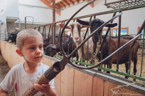 Niño Occidental Cuida Las Cabras Las Alimenta Con Alfalfa Fotos De Stock