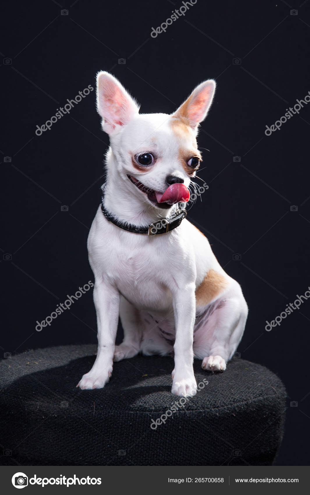 White And Brown Chiwawa On A Black Background Stock Photo Image By C Stefanocarella White And Brown Chiwawa On A Black Background Stock Photo Image By C Stefanocarella