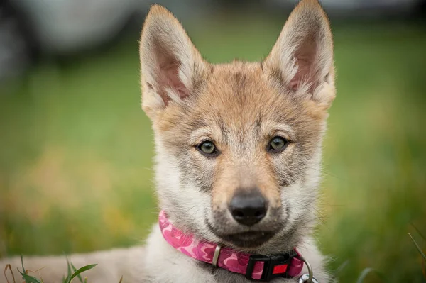 Puppy Czechoslovakian Wolfdog — Stock Photo, Image