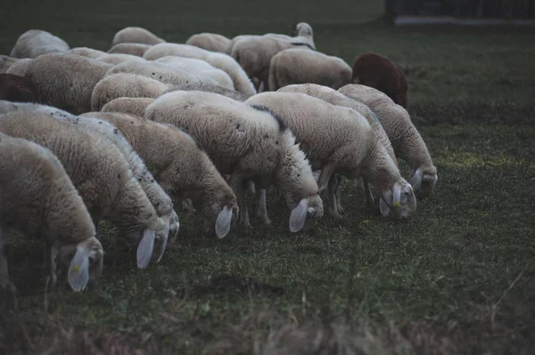 Kudde schapen op een weide — Stockfoto