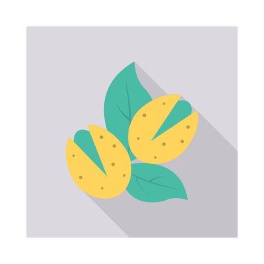 ceviz Kuru meyve vektör çizim yaprak 