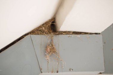 Eski kuş yuva çim yapılmış, bu eski elektrik bir araya geldi