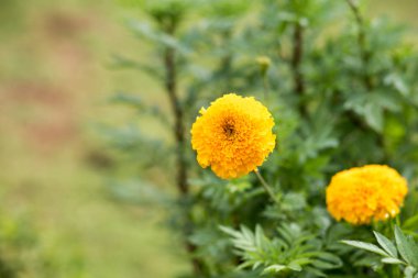 renkli çiçekler, sarı kadife çiçeği