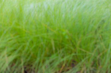 arka plan soyut mavi güzel yeşil kadife çiçeği