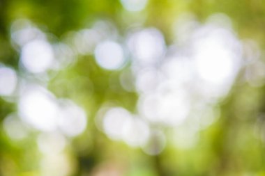 Yeşil yaprak bokeh arka plan, soyut arka plan