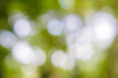 Yeşil yaprak bokeh arka plan, soyut arka plan