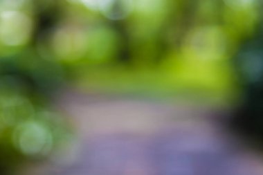 Yeşil yaprak bokeh arka plan, soyut arka plan